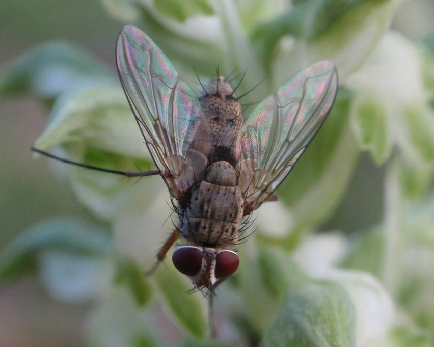 Mosca su orchidea spontanea Prosena siberita (Tachinidae)